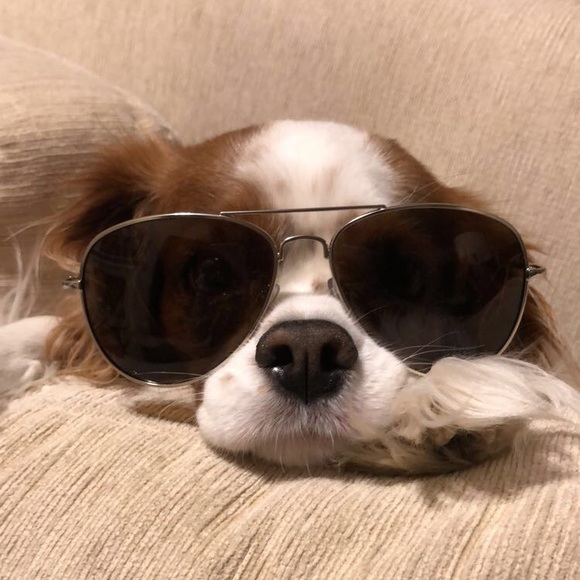 Meet your Posher, Emma - Picture 1 of 1